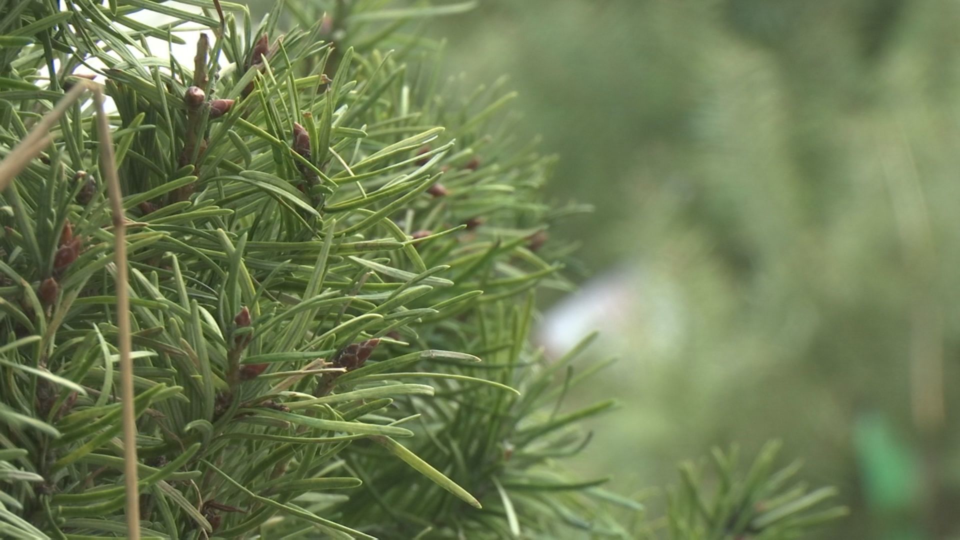 christmas trees for fish 1.jpg